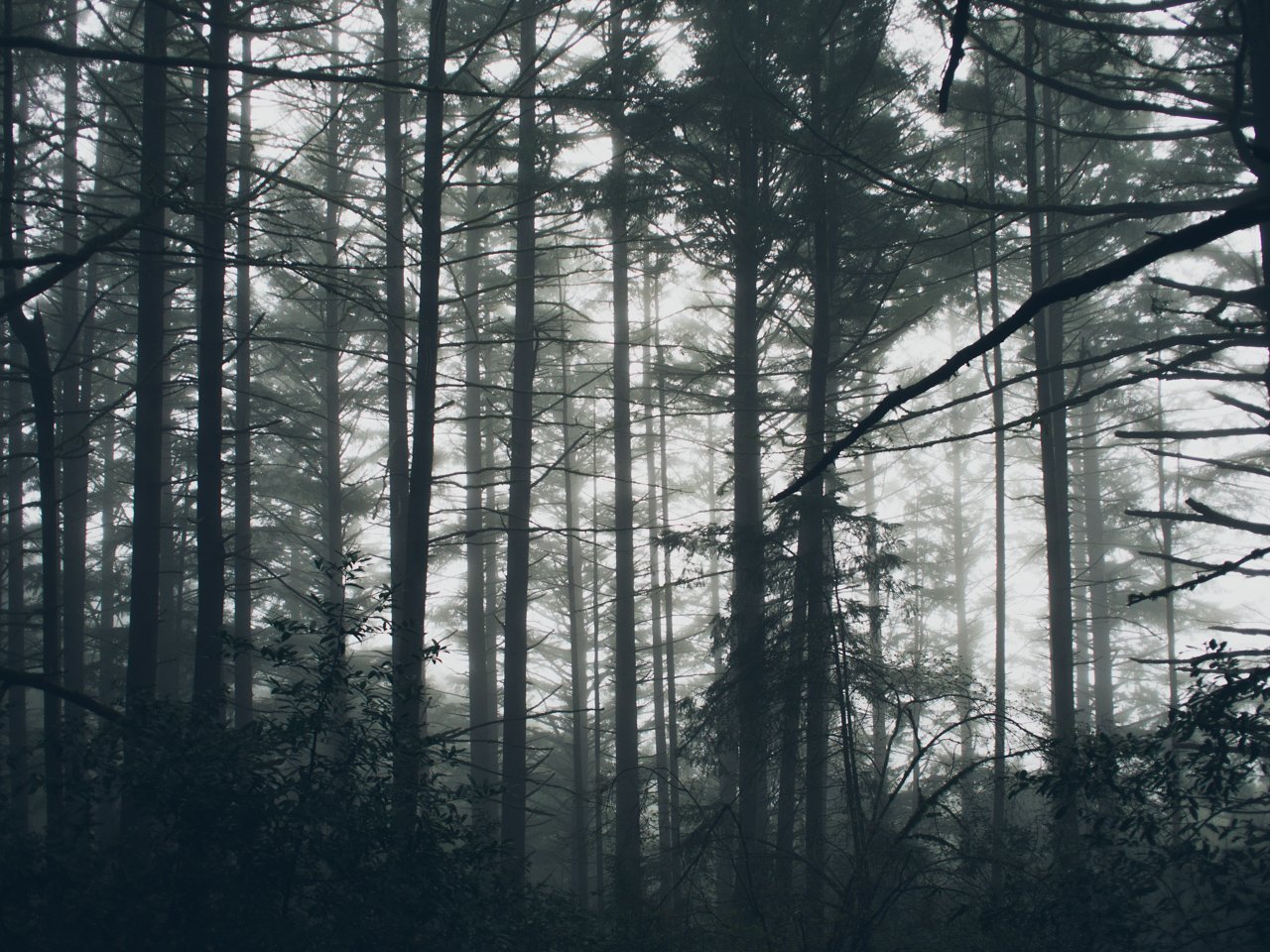 Big Basin 1