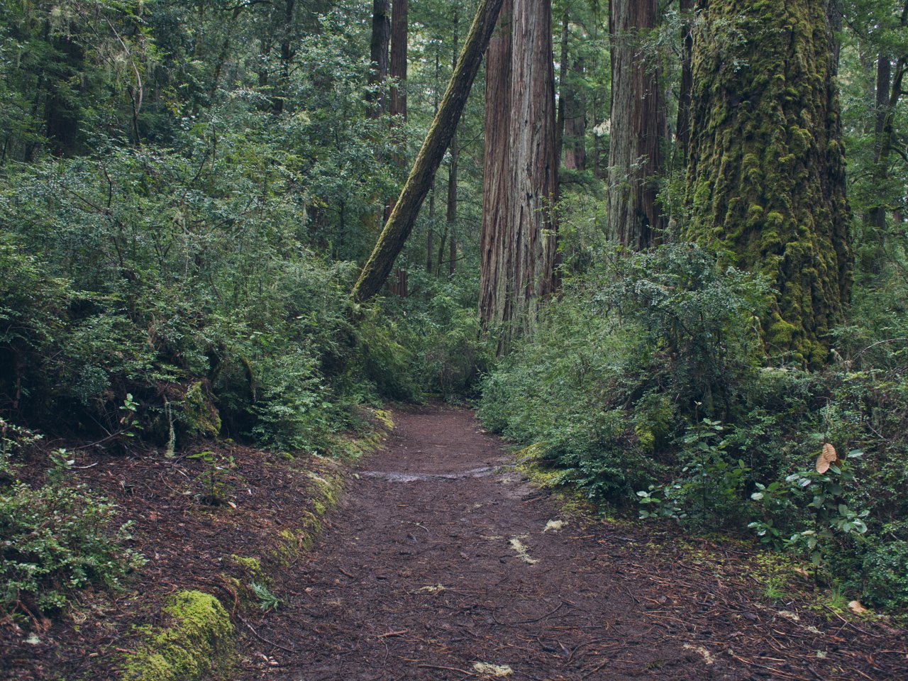 Big Basin 3