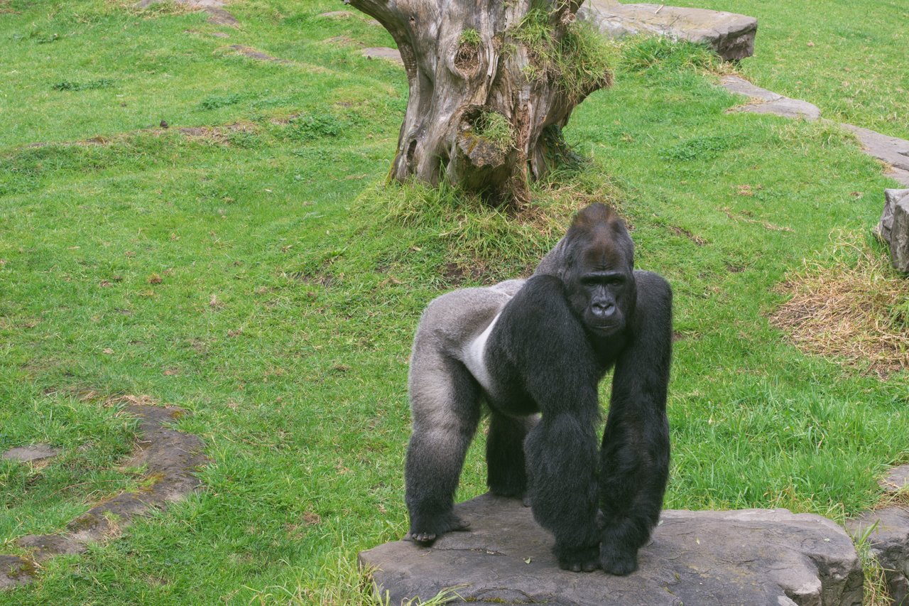 Zoo Animals 1