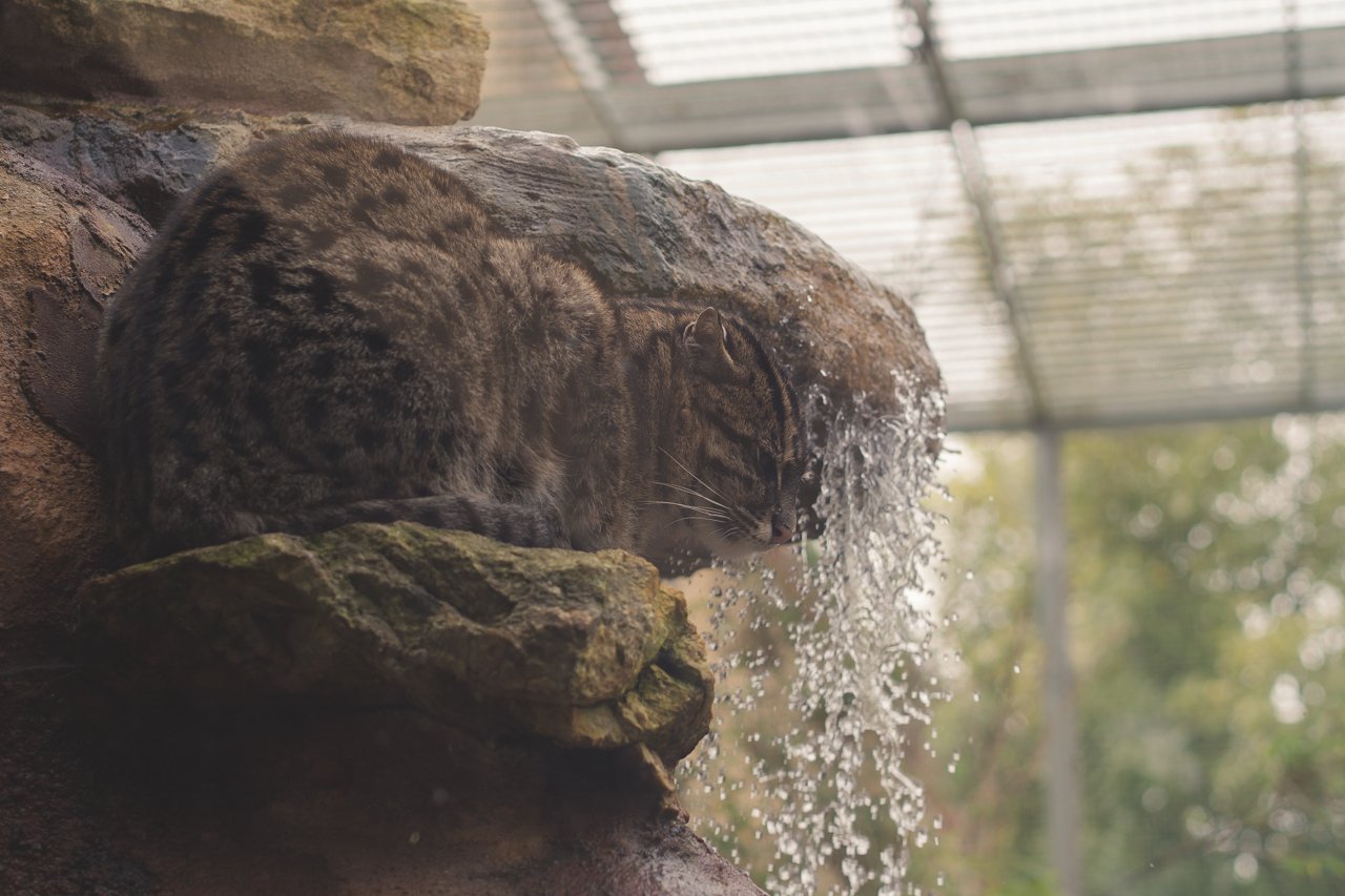Zoo Animals 2