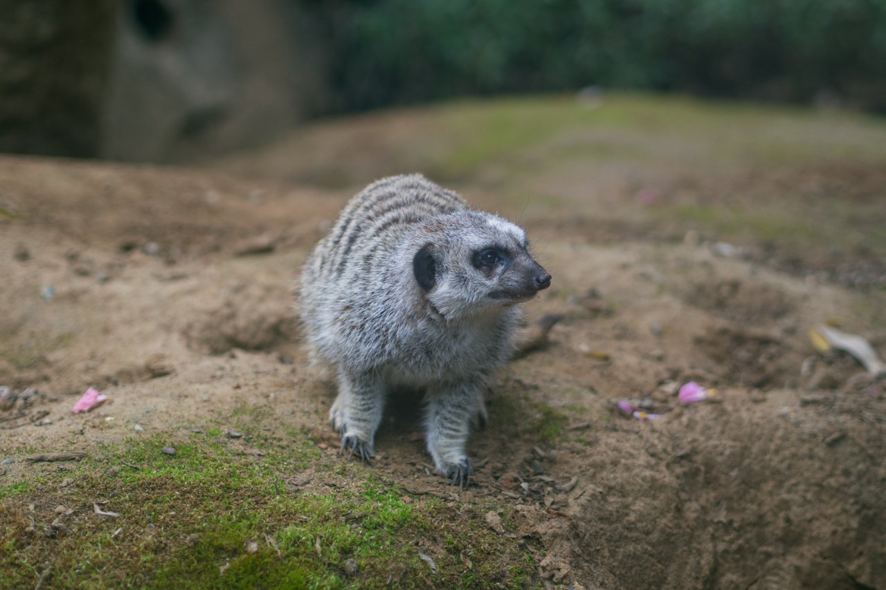 Zoo Animals 3
